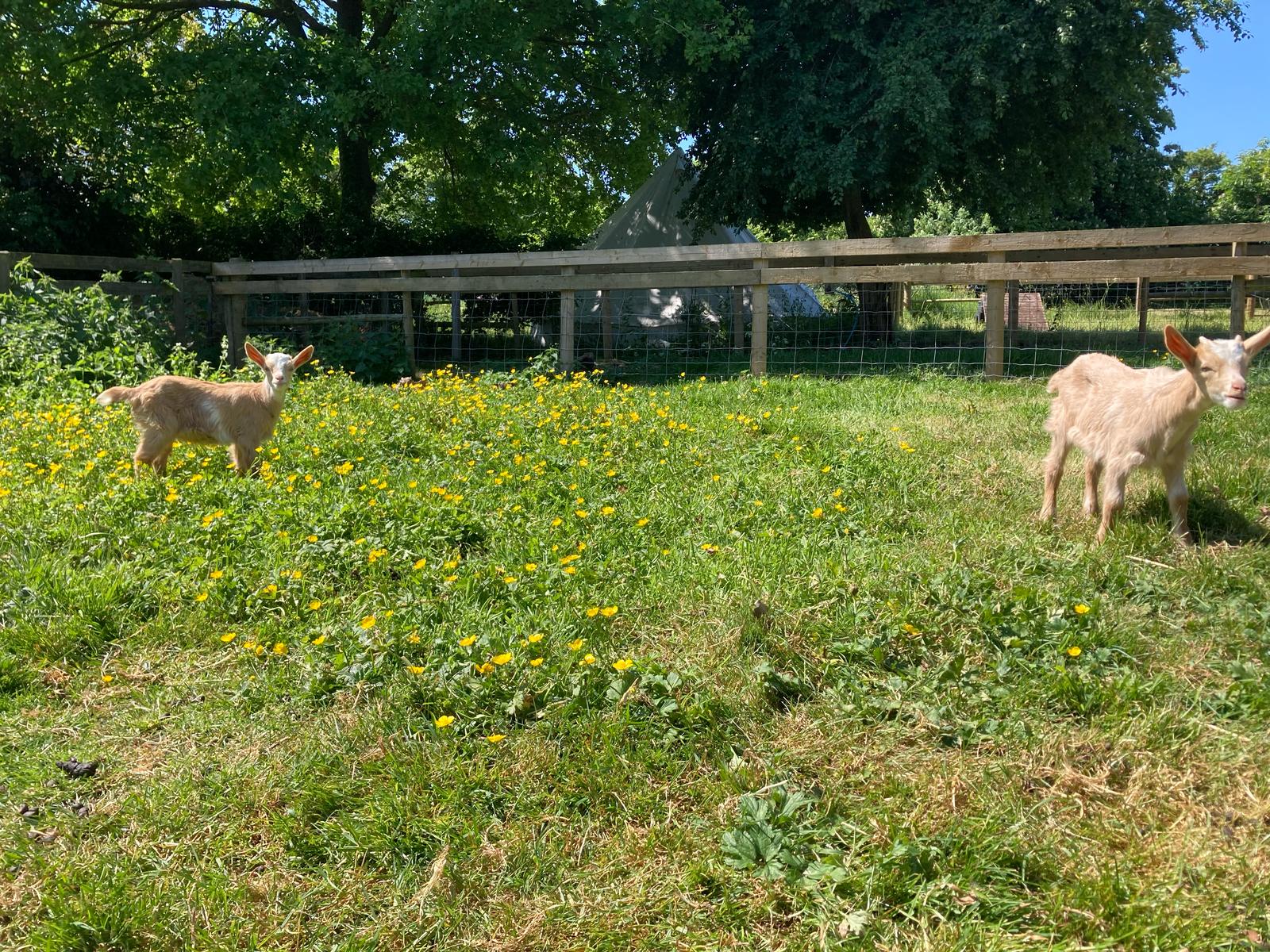 Goats Grazing on the Field
