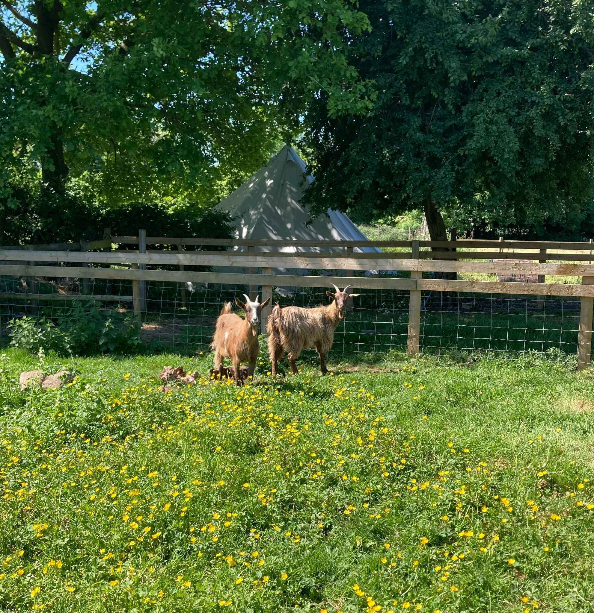 Two Friendly Goats